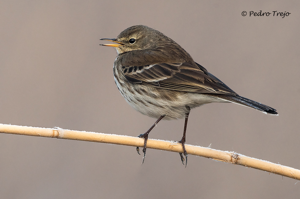 Bisbia alpino (Anthus spinoletta)